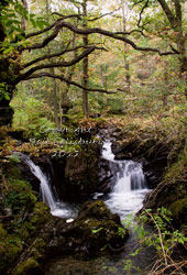 Rydal Beck by Neil Salisbury Betty Fold Gallery